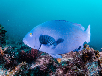 Blue Groper at Julian Rocks