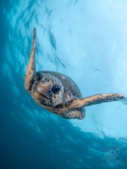 Green turtle descends from the surface at Julian Rocks