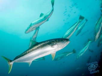 Kingfish hunting