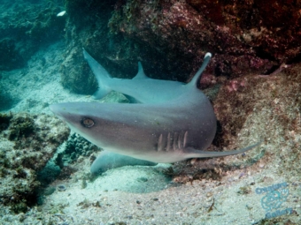 The Byron Reef shark hides at this spot in the sand. It's not bothered by divers.