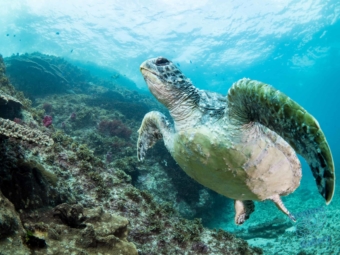 Green turtle at the Nursery, Julian Rocks