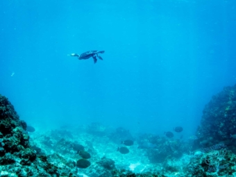 Bird underwater