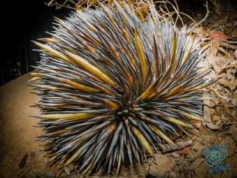 Echidna rolled up into ball on Mount Cootha