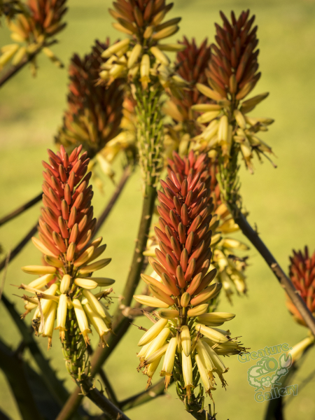 Flowers at Australia Zoo
