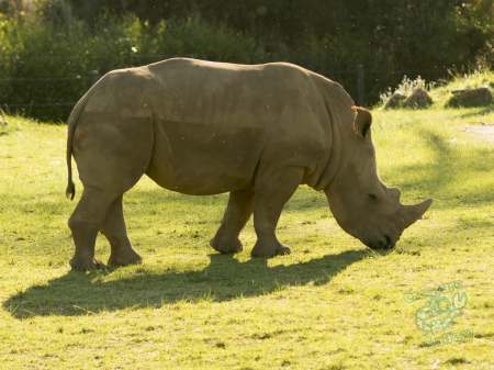 Rhinoceros at Australia Zoo