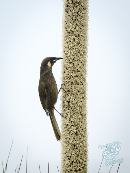This bird is pecking the stalk flower