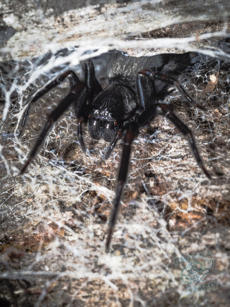 This spider is in a funnel shaped web on Mount Cootha